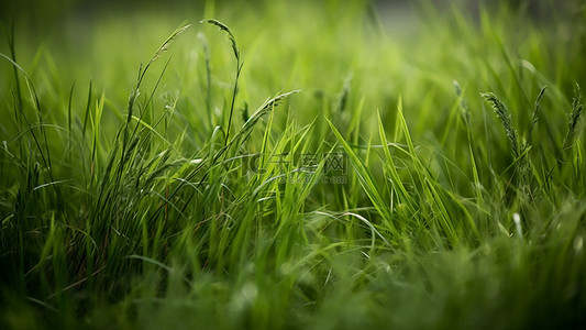 草地草原户外绿色