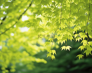 绿色森林叶子背景图片_绿色的叶子垂下来的树