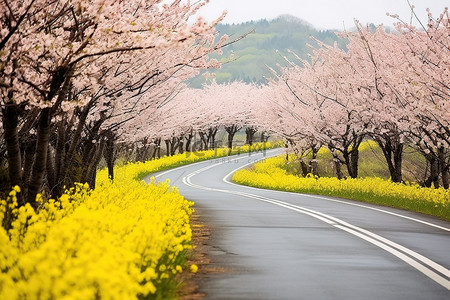 亚洲的一条路两旁开满了黄色的花朵