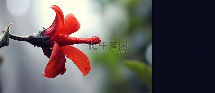 红色植物叶子背景图片_植物上有红色的花和红色的叶子