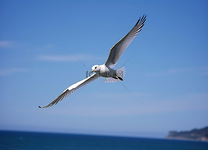 一只白色的鸟张开翅膀在空中飞翔
