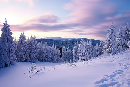 冬天的场景，有雪覆盖的树木和山景