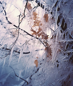 雪枫叶背景图片_冰雪覆盖的树木和树枝的图片