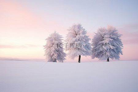 云树木背景图片_夏季日出时积雪覆盖的树木雪景冬季