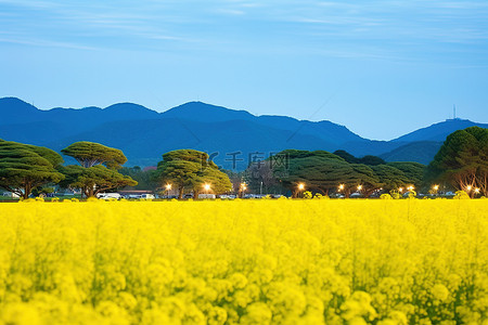 新的背景图片_这张图片显示了山附近的黄色花田