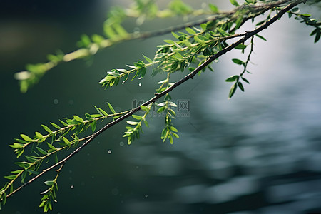 水边有许多小绿叶的小树枝