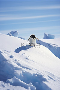 情谊物语背景图片_一只企鹅在南极洲的雪地上行走拉丁语