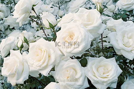 中秋菊盛开背景图片_花园里的白玫瑰