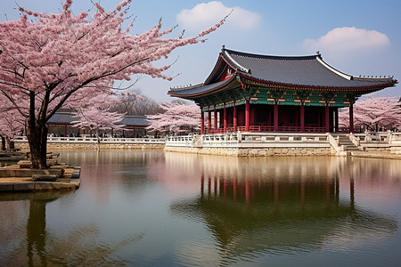 首尔首尔宫附近的池塘景观和盛开的樱花树