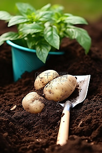 蔬菜种子种子背景图片_马铃薯种子 马铃薯叶 铲入土壤