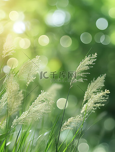 阳光下风中小芦苇花背景图片