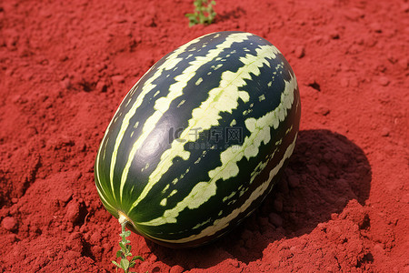 西瓜种植自己西瓜种子土壤花园西瓜种子