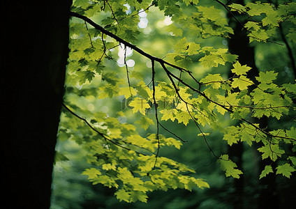 森林里的绿色秋叶