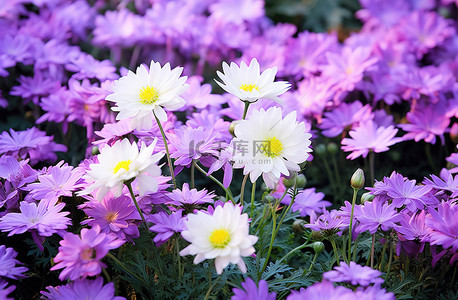 春天花园草地上的紫色和白色花朵