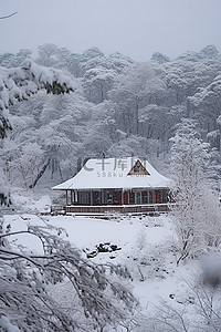 有雪松树背景图片_屋顶上有雪的小房子