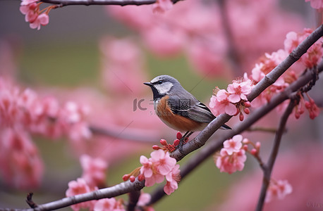 一只鸟坐在粉红色花朵前的树枝上