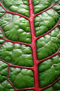 一张有绿色叶脉的叶子的特写照片