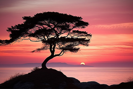 力度空前背景图片_日落时粉红色天空前一棵树的轮廓