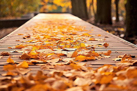 秋天的落叶木板路