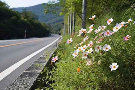 318国道背景图片_一些花在路边盛开