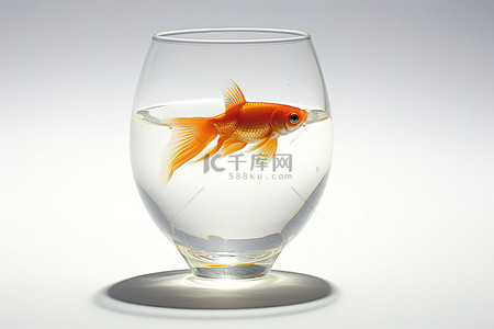 一个玻璃杯被用来把金鱼放进玻璃杯里