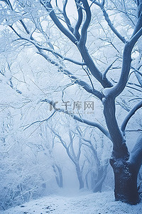 桃李遍九州背景图片_九州的雪树 韩国自然旅游指南