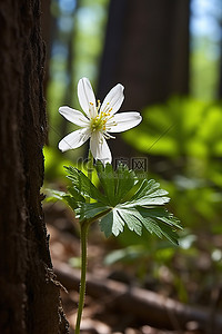 花背景图片_一朵白花正在森林中的一些树枝上生长