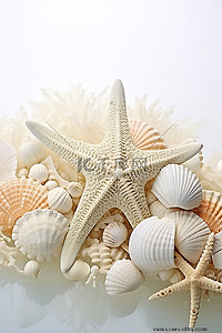 白色珊瑚贝壳和海星放置在表面顶部