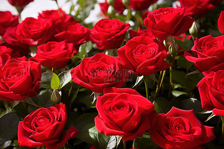红玫瑰玫瑰背景背景图片_花园里盛开的红玫瑰
