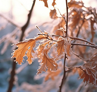 雪枫叶背景图片_一根冷冻植物的树枝从树上掉了下来