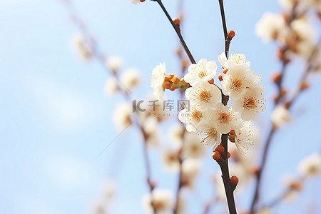 白色的花朵背景图片_蓝天映衬下一朵白色的花朵