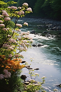 树木和花朵之间的河流