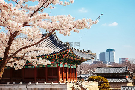 古老房屋背景图片_一座古老的韩国房屋附近矗立着白色盛开的樱花树
