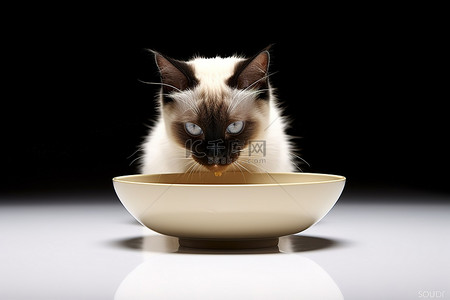 吃黄色背景图片_一张暹罗猫用黄色碗吃饭的照片