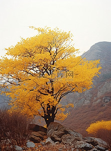 一棵叶子呈黄色的树