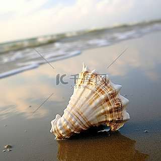 海背景图片_海滩附近海岸上的海螺壳