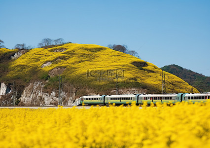 黄色的山坡背景图片_火车沿着开满黄色花朵的山坡行驶