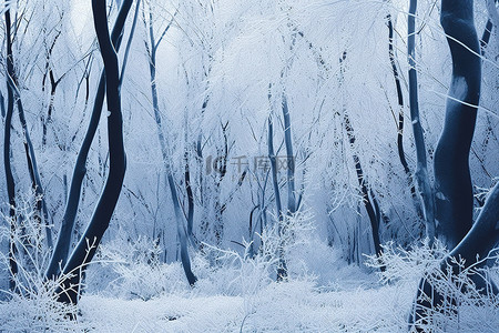 森林霜美术印刷品