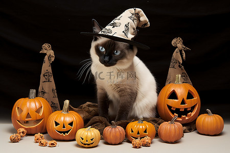 戴人节背景图片_南瓜旁边戴着女巫帽的暹罗猫