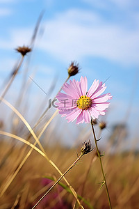 草地特写背景图片_美丽的粉红色花朵坐在一片干燥的草地附近