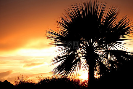 棕榈植物群的日落剪影