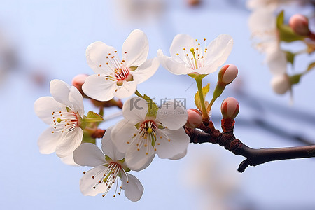 中秋菊盛开背景图片_白色的花朵挂在雾蒙蒙的蓝天的树枝上