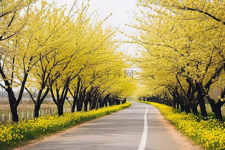 道路两旁种着黄色的樱花树