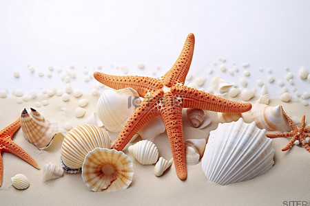 贝壳沙子和海星都在一起