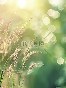 阳光下风中小芦苇花背景图片