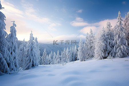 显示积雪覆盖的树木和雪的冬季场景