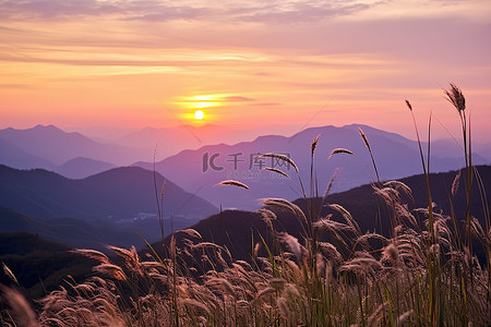 山坡秋天背景图片_太阳落在长满野草的山坡上