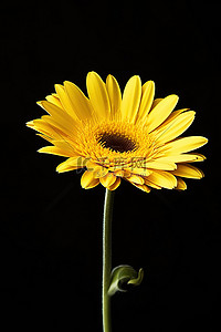 黄花背景图片_黑色背景下的非洲菊黄花