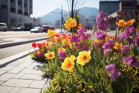 路边鲜花背景图片_冲绳市的路边鲜花