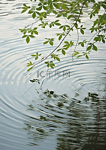 水中的一片叶子反射出一些水